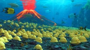 Illustration of an underwater volcano near Vancouver Island revealing thousands of giant eggs belonging to the Pacific white skate.