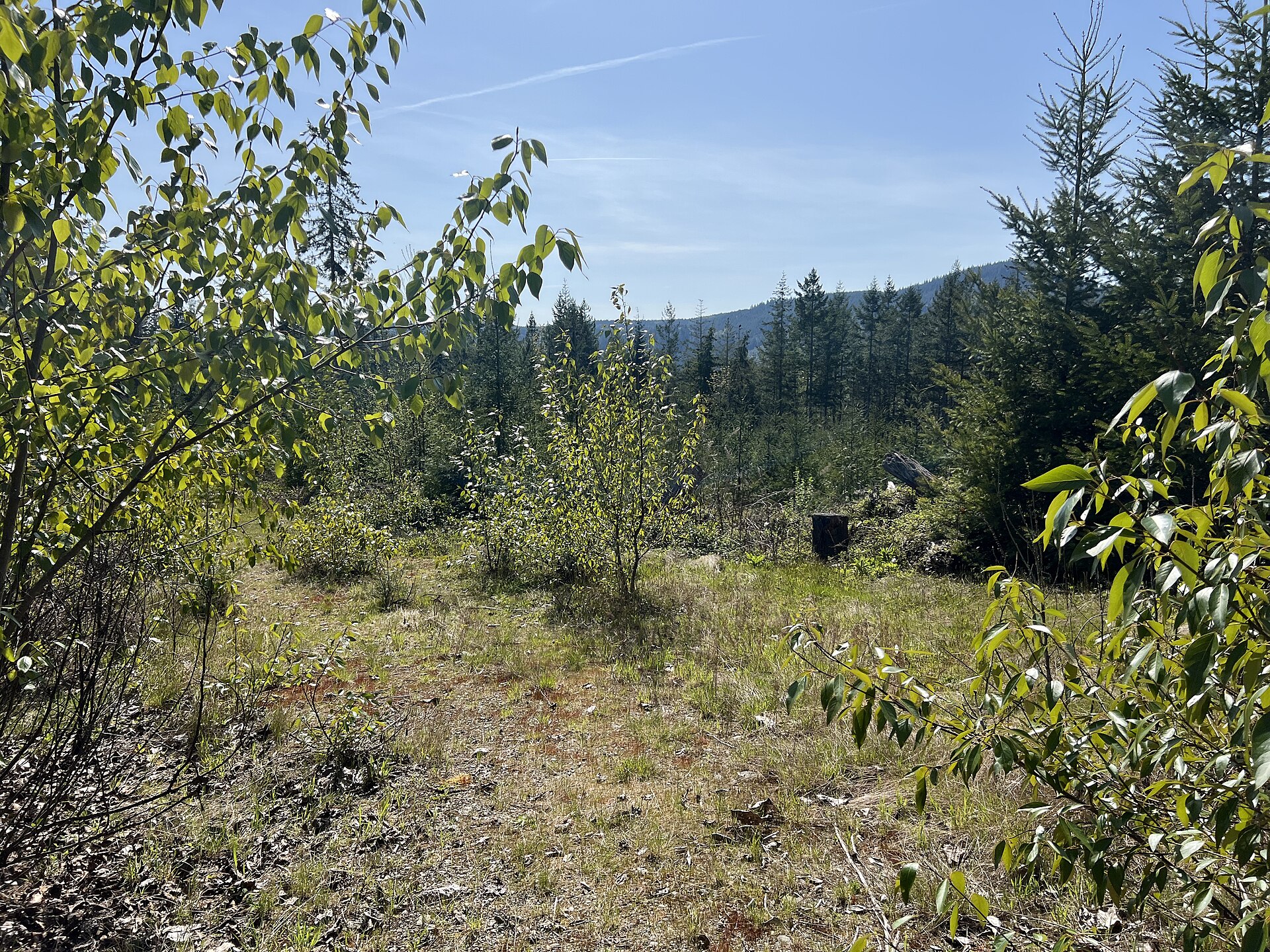 Forest site after clear cutting, under restoration