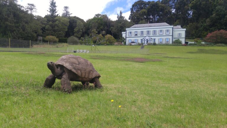 Jonathan the tortoise’s DNA hints at how cells stay youthful