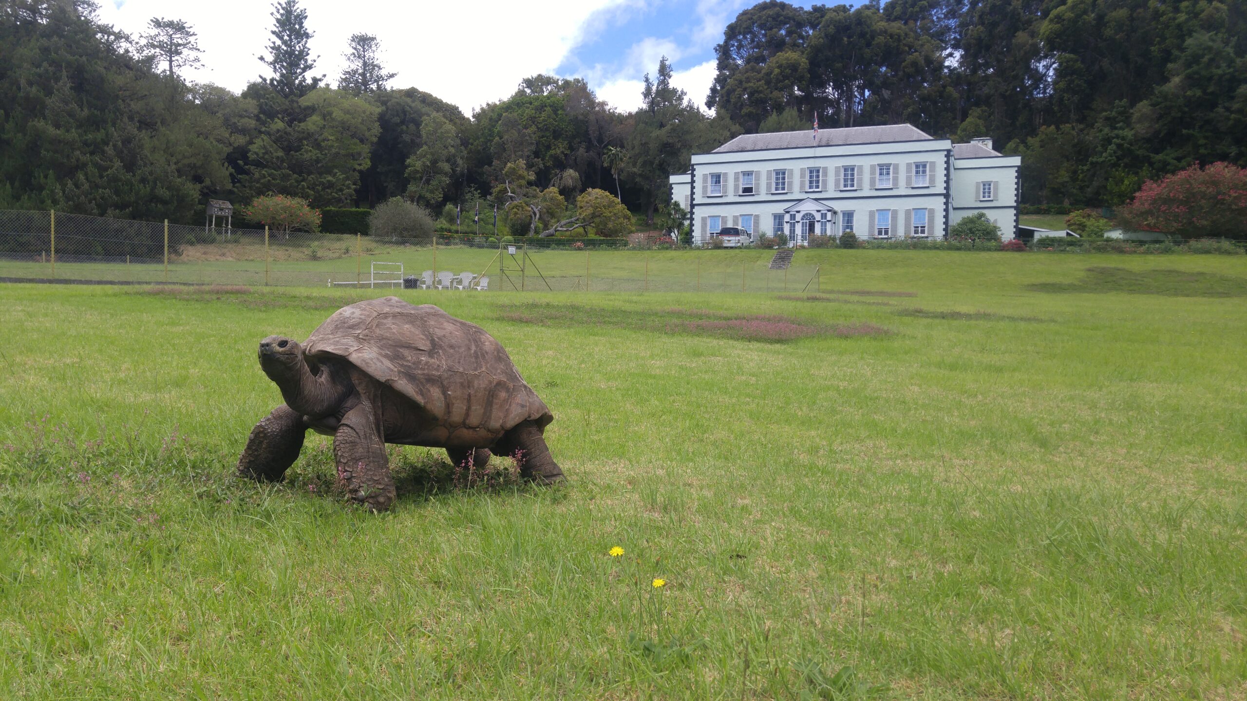 Jonathan the tortoise’s DNA hints at how cells stay youthful