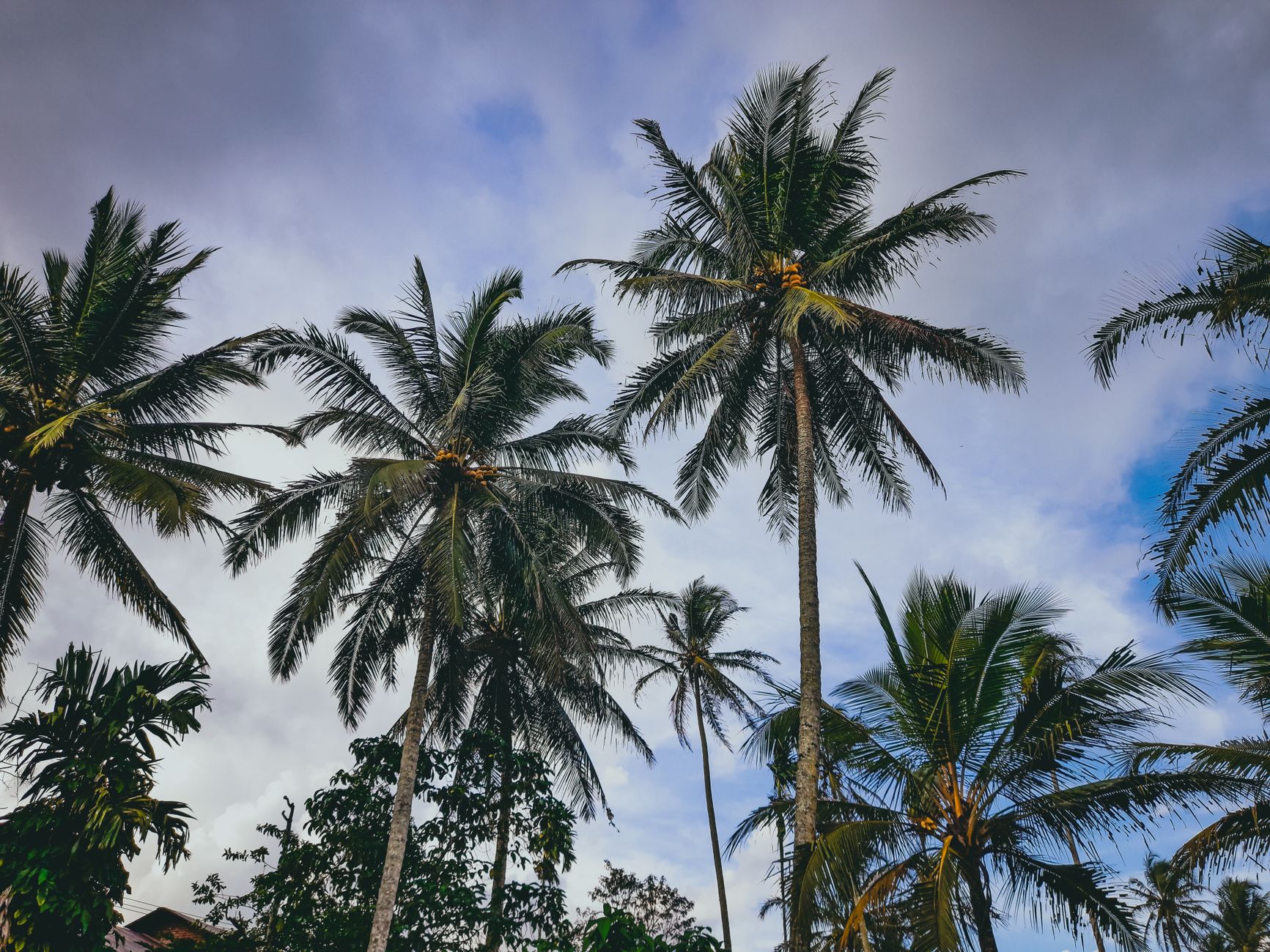 Palm trees tossing under a cloudy sky.