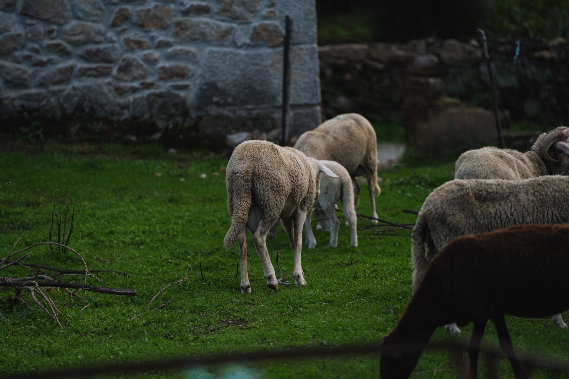 Why Dales hill farms are swapping sheep for cattle